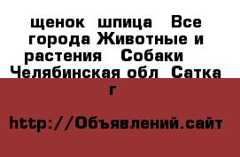 щенок  шпица - Все города Животные и растения » Собаки   . Челябинская обл.,Сатка г.